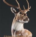 axis deer